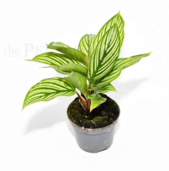 Calathea vittata